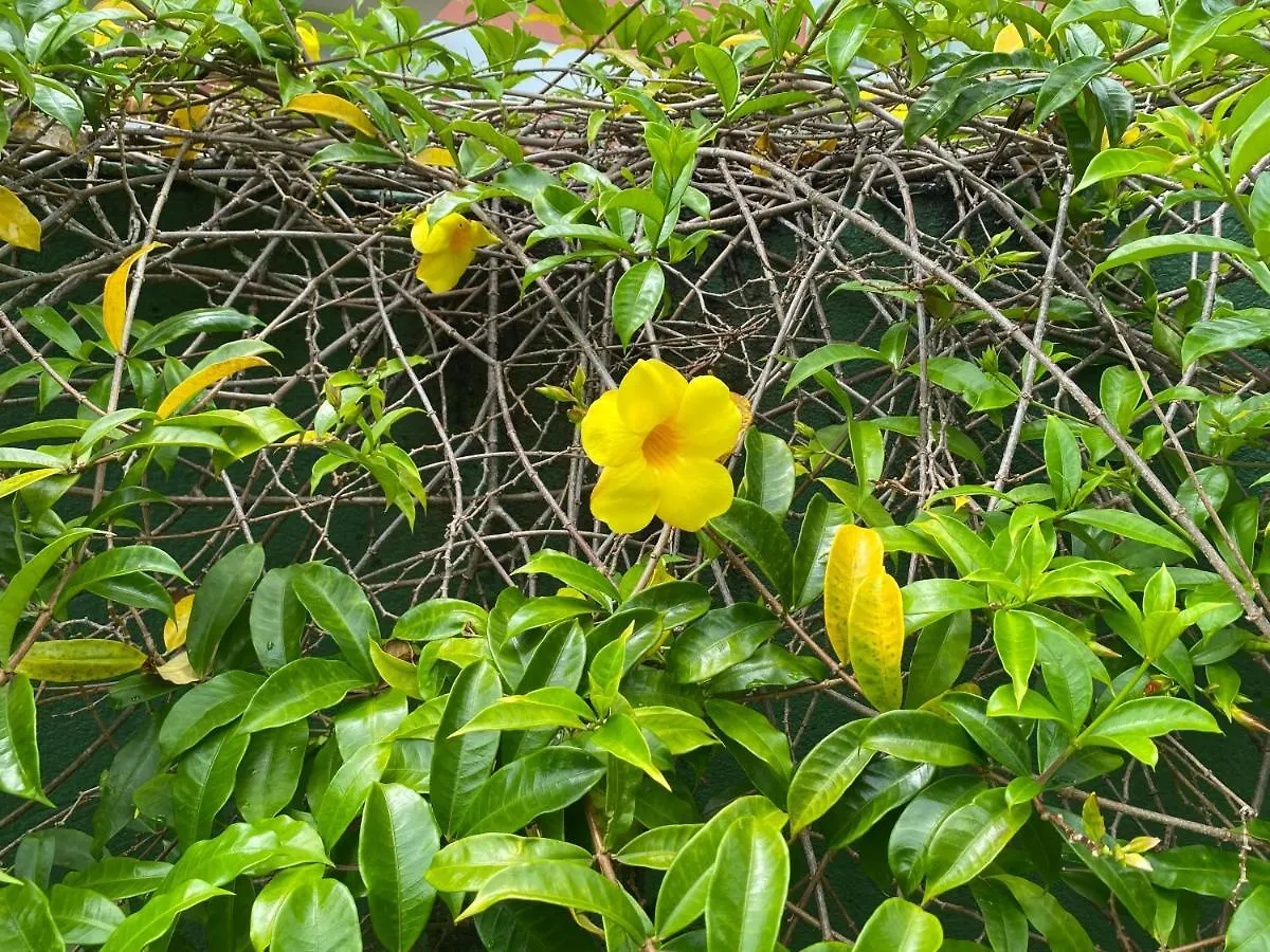 Flores Da Aldeia Porto Seguro 0*,  Brazil